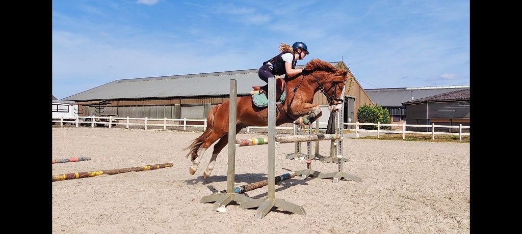 BEAU PONEY POLYVALENT (C), Animaux & Accessoires, Poney C (1.27 m à 1.37m), L, 7 à 10 ans, Hongre