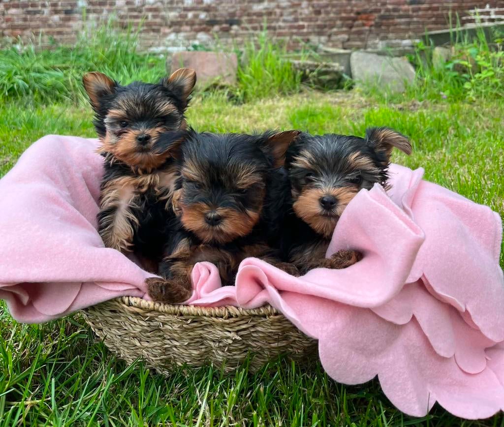 Yorkshire puppy’s zoeken nieuwe thuis, Yorkshire Terriër, België, Particulier, 8 tot 15 weken