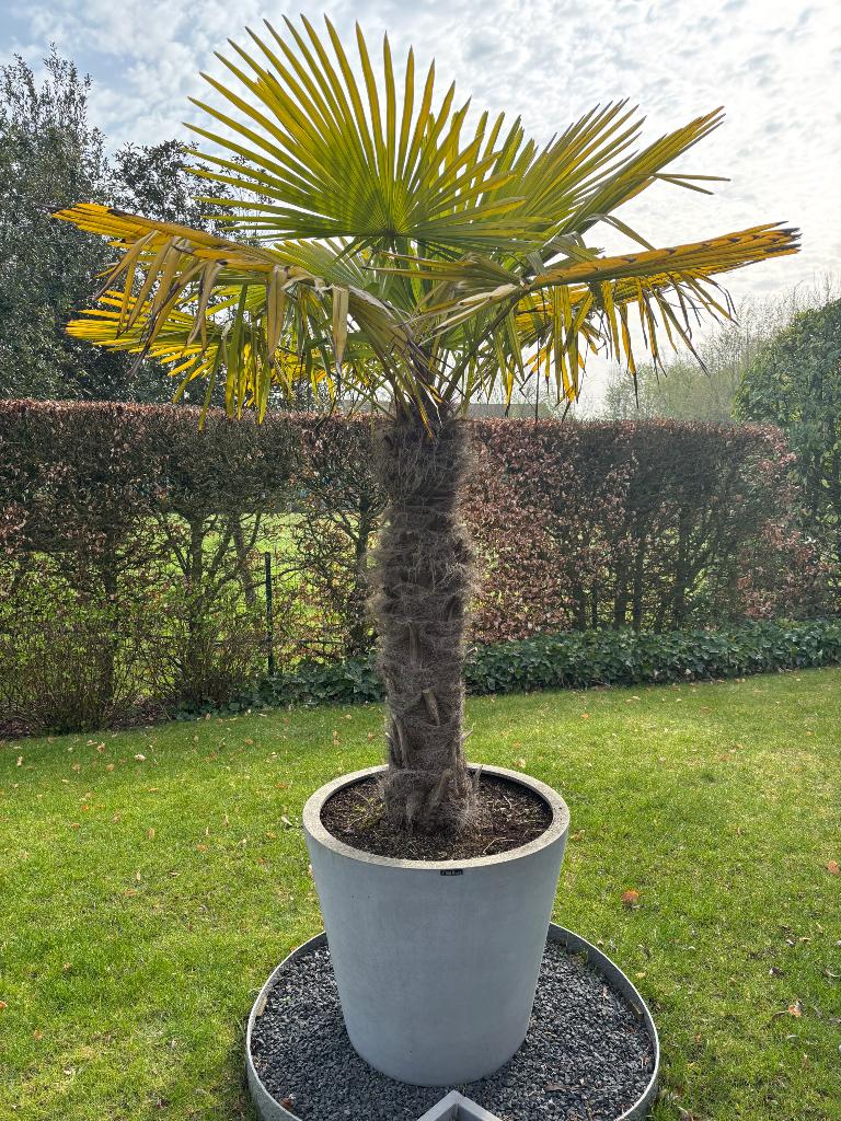 Palmboom winterhard, Tuin en Terras, Planten | Bomen, Halfschaduw, Lente, 100 tot 250 cm, Palmboom