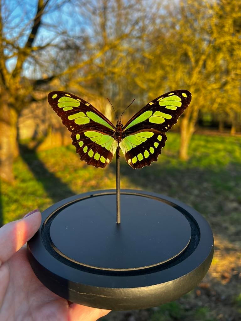 Papillon en peluche - Philaethria Dido, Enlèvement ou Envoi, Neuf, Cerf, Animal empaillé