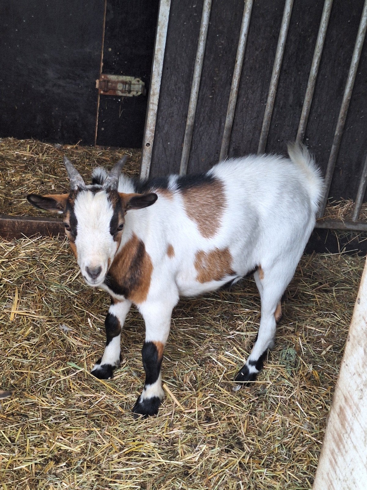 dwerggeit bokje, Dieren en Toebehoren, Mannelijk, Geit, 0 tot 2 jaar
