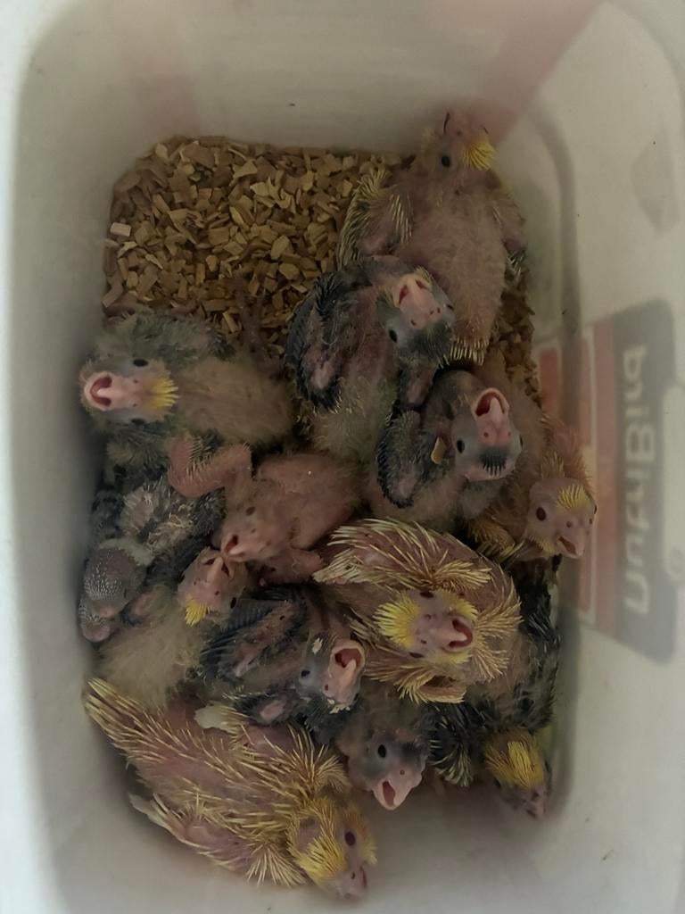 Valkeparkieten