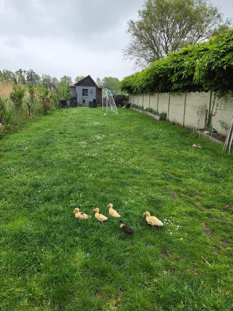 Hollandse kwakers, Dieren en Toebehoren, Pluimvee, Geslacht onbekend, Eend