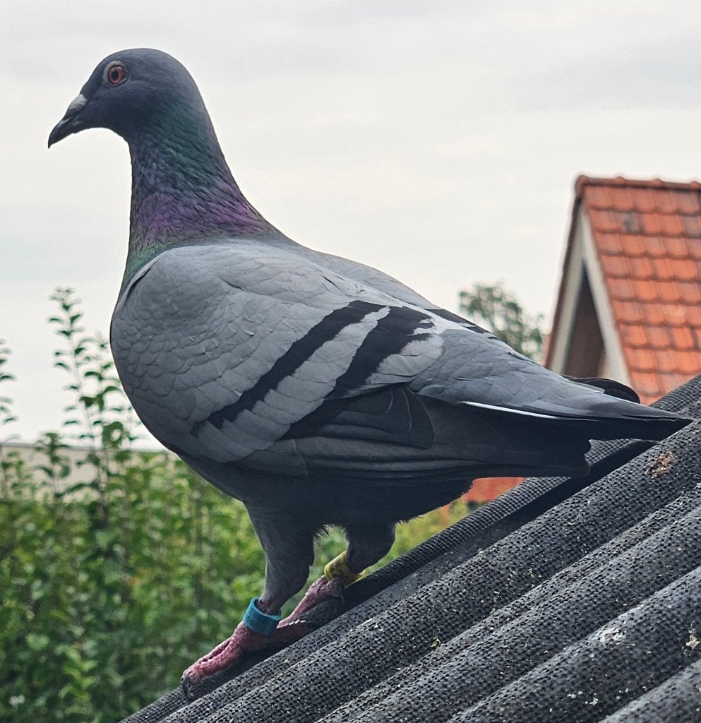 Gratis zeer mooie geringde duivin, Dieren en Toebehoren, Vogels | Duiven, Vrouwelijk, Postduif
