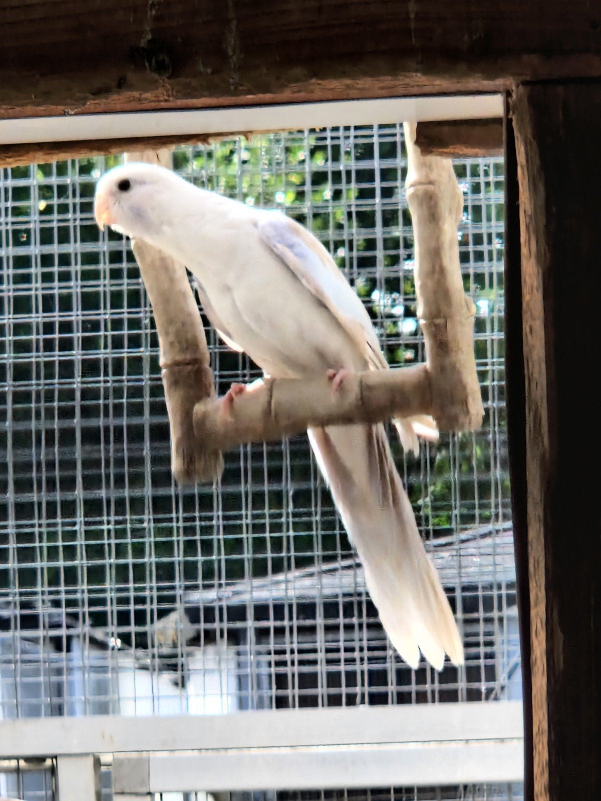 rosella's '26, Meerdere dieren, Parkiet, Geringd
