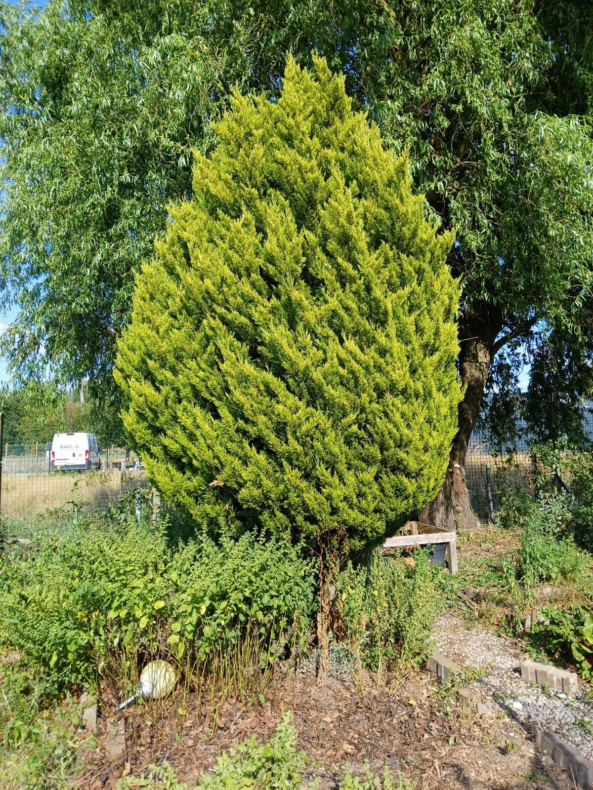 boom zelf op te halen, Tuin en Terras, Planten | Struiken en Hagen, Ophalen, Buxus, 250 cm of meer