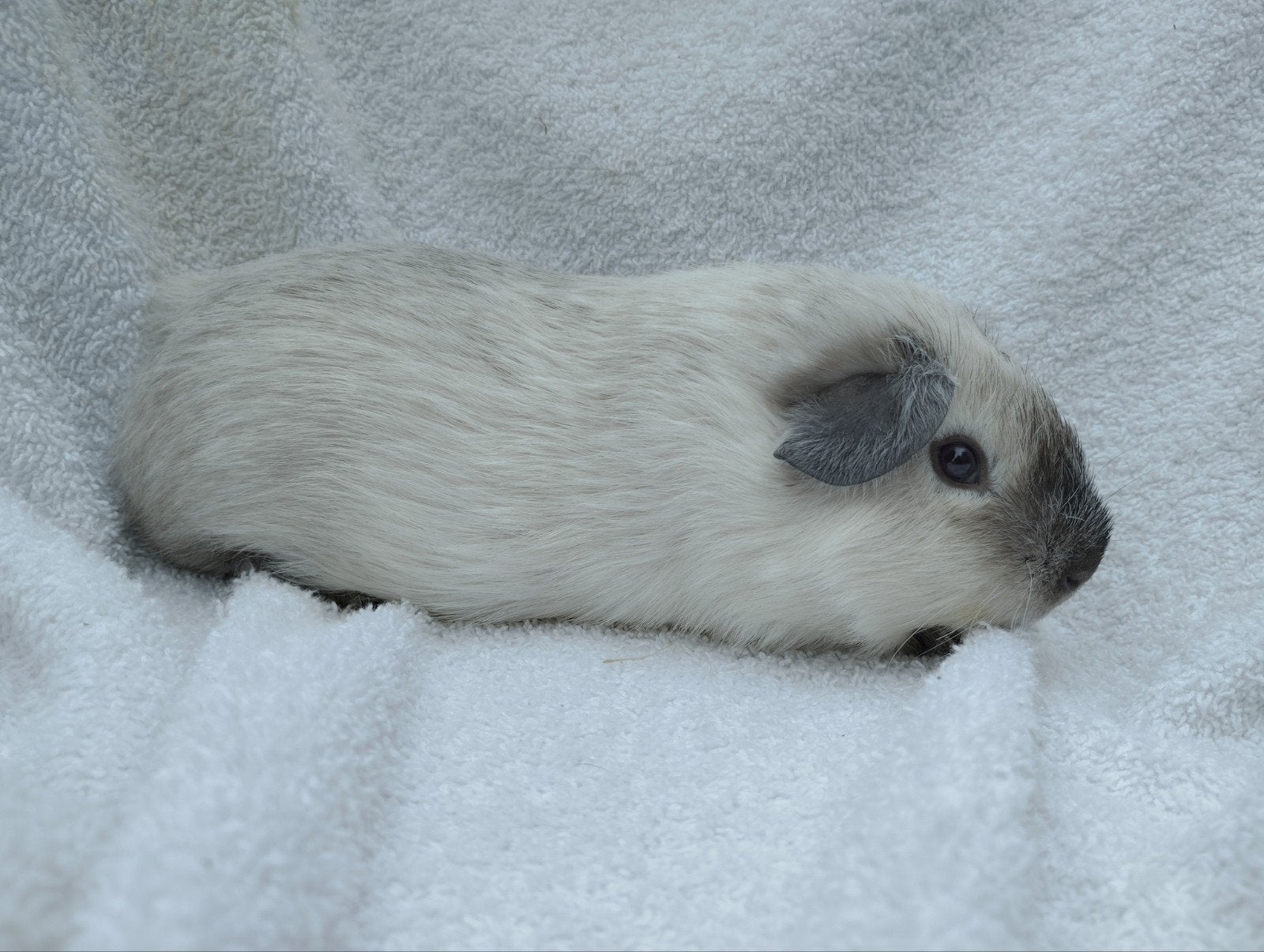 Cavia beertjes te koop, Dieren en Toebehoren, April, Mannelijk, Cavia