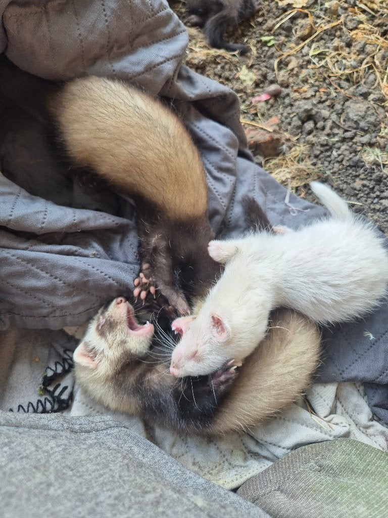 Furet, Animaux & Accessoires, Enlèvement