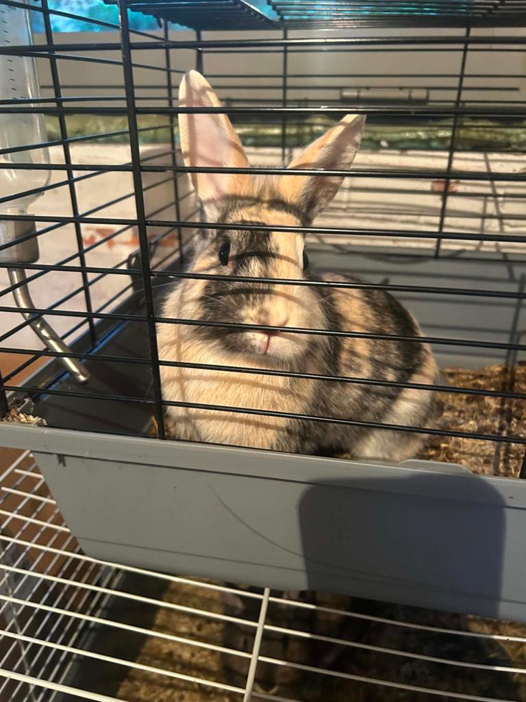 3 konijnen zoeken een huisje, Dieren en Toebehoren, Konijnen, Meerdere dieren, Klein, 0 tot 2 jaar