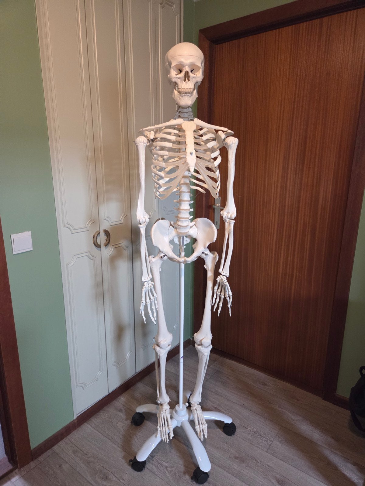 Skeletmodel Stan met rolstandaard van fysiosupplies, Ophalen, Zo goed als nieuw