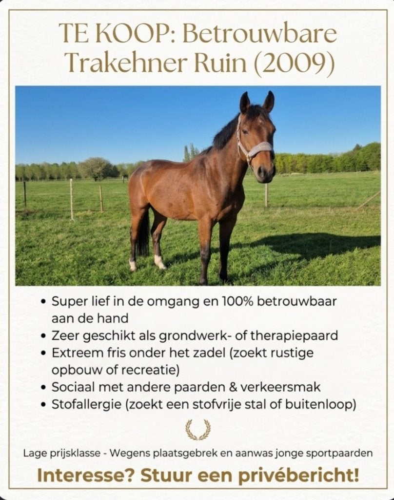 paard, Met stamboom, Ruin, Zadelmak, 160 tot 165 cm