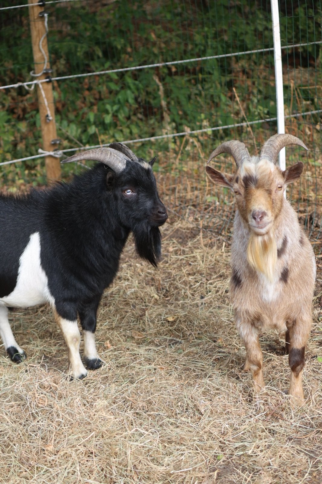 Prachtig Dwergbokjes, Animaux & Accessoires