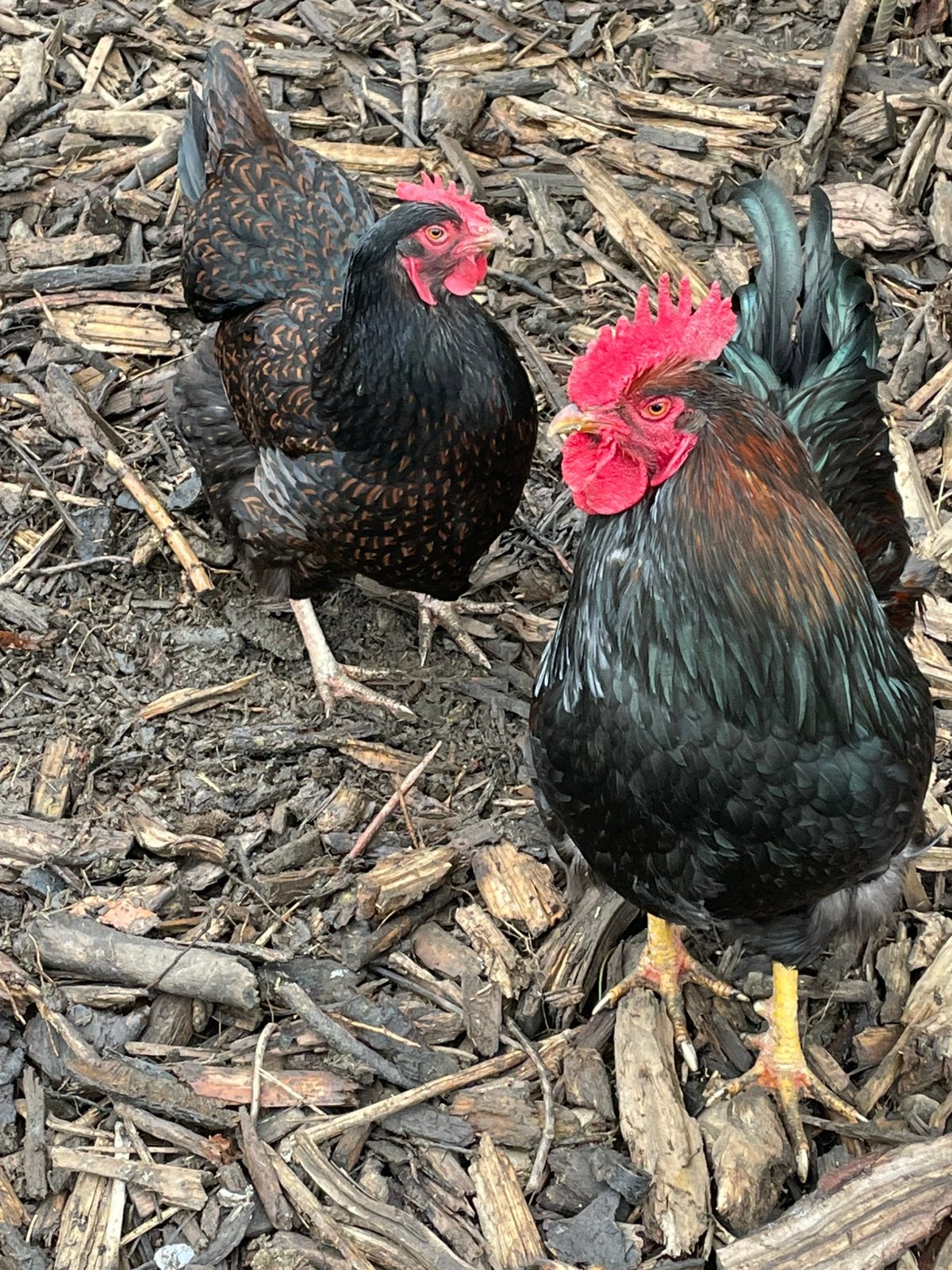 Barnevelder kippen, Dieren en Toebehoren