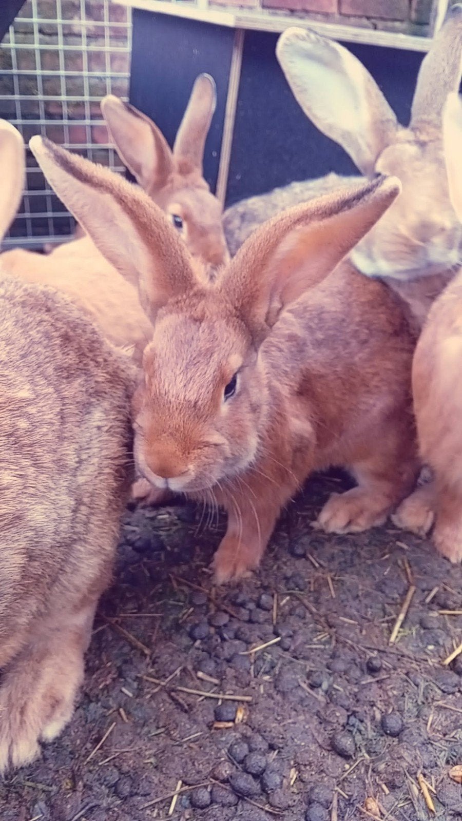 wildkleurige voedster 4,5 maand oud, vrouwtjeskonijn, Dieren en Toebehoren, Vrouwelijk, Groot, 0 tot 2 jaar
