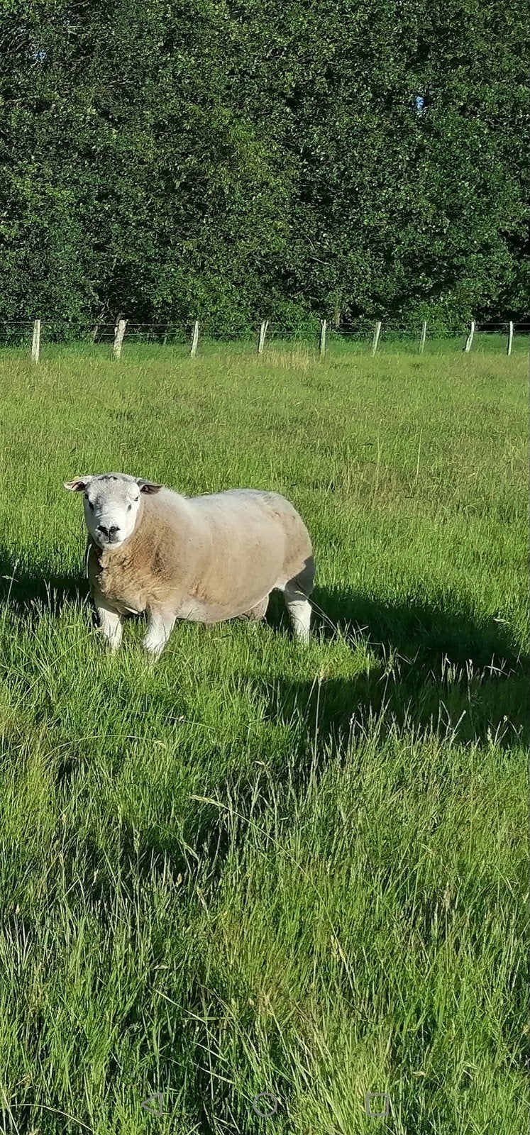 top franse texel dekram, Dieren en Toebehoren, Mannelijk, Schaap