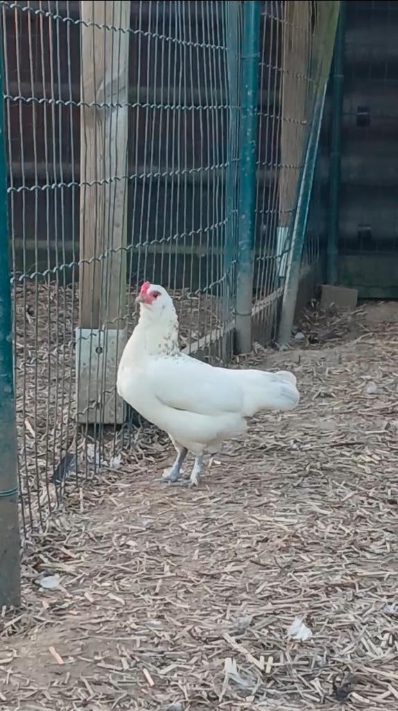 Kriel hen