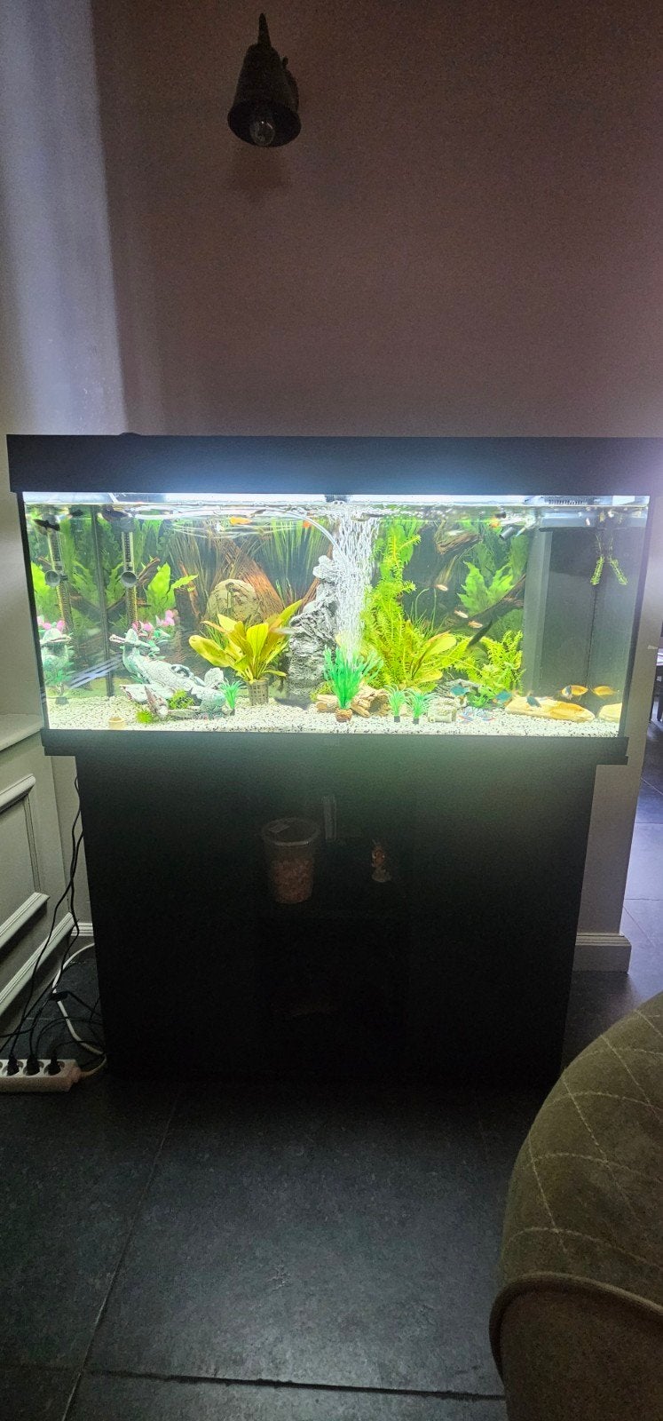 Bijou d'aquarium, Animaux & Accessoires, Poissons | Aquariums & Accessoires, Enlèvement, Poissons inclus, Juwel