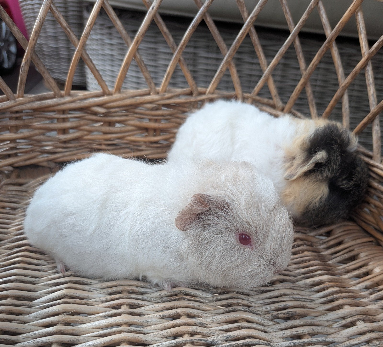 Ch Teddy baby cavia's beertjes, Animaux & Accessoires, Rongeurs, Mâle, Domestique, Cobaye, Juillet