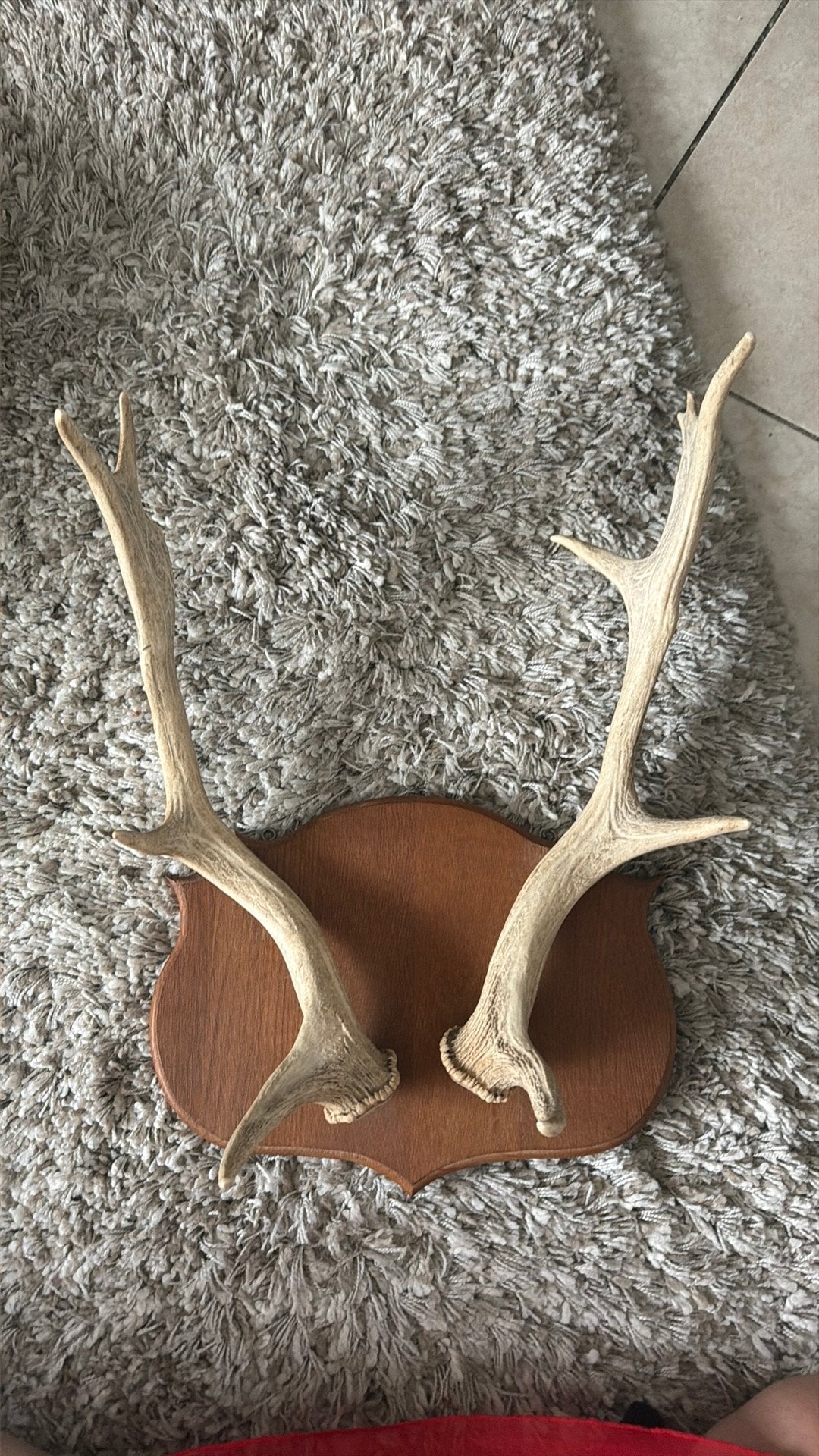 Origineel Hertengewei op Houten Schild - €85 - Zele, Enlèvement, Utilisé