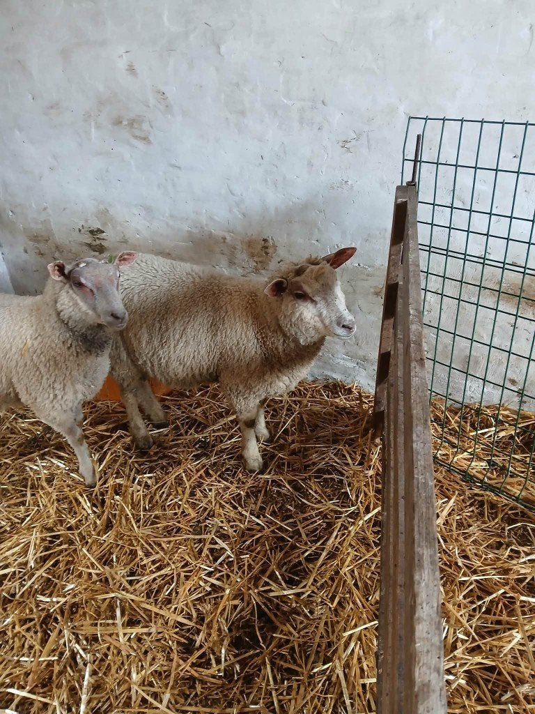 Schapen