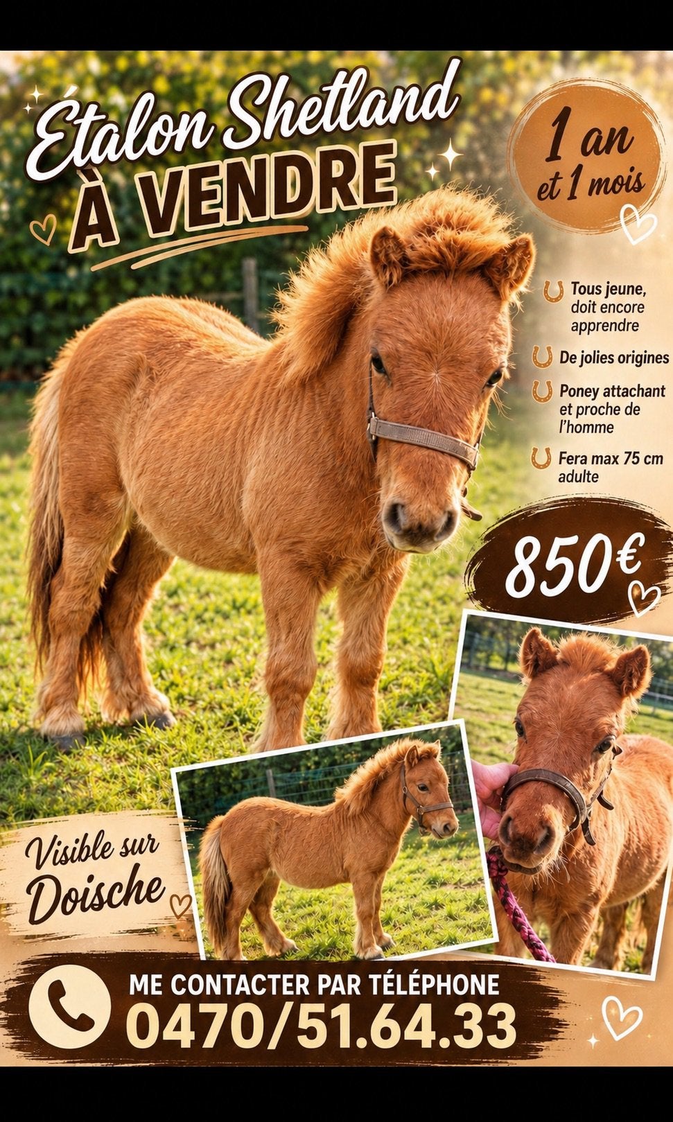 Poulain de un an à vendre, Enlèvement, Comme neuf