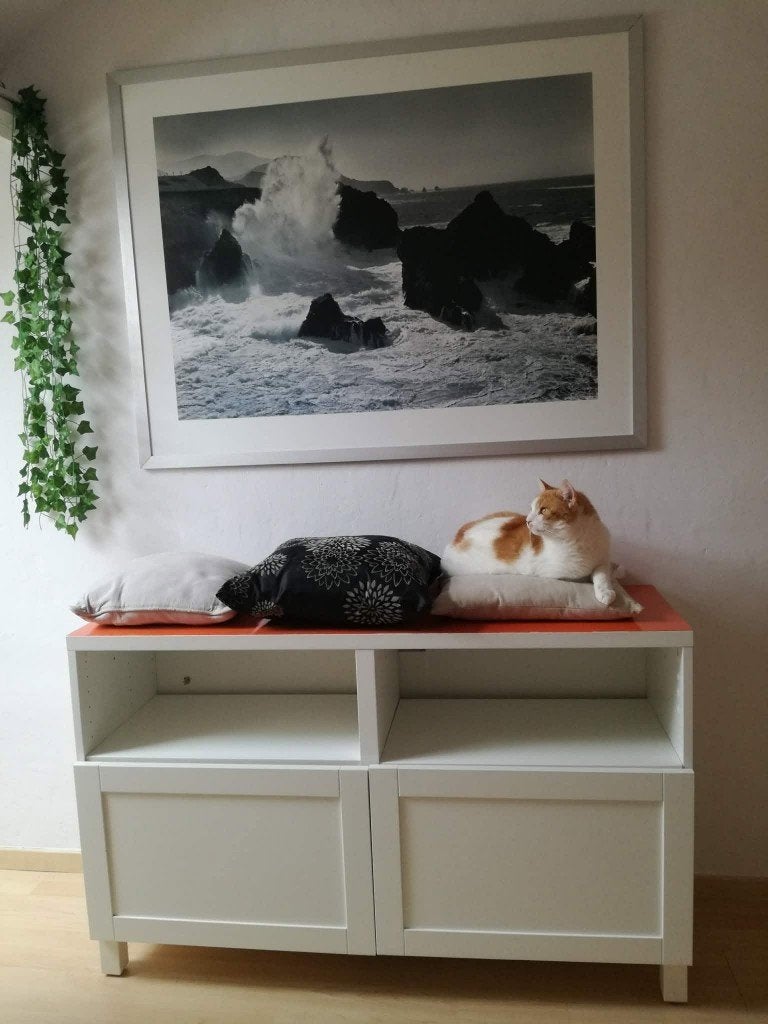 KATTENOPVANG nabij Brugge, Ophalen