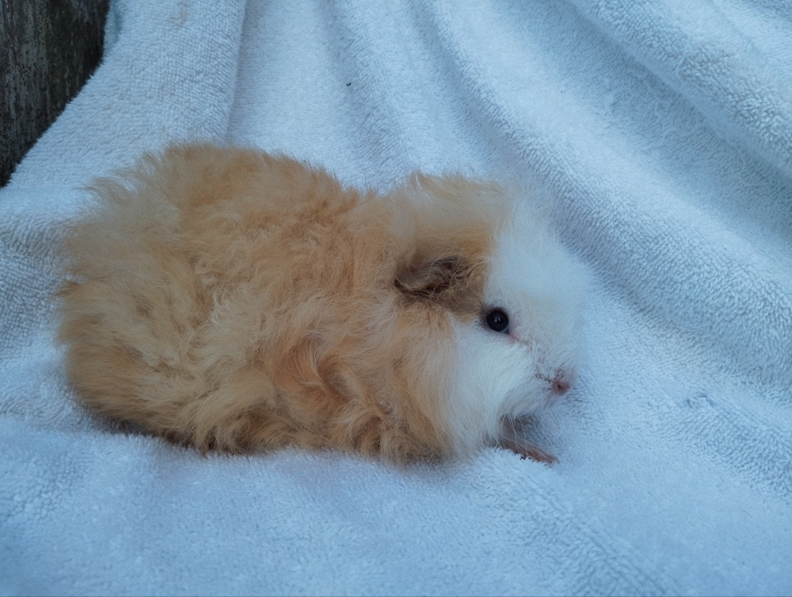 Ch Teddy cavia beertje, Juni, Mannelijk, Cavia