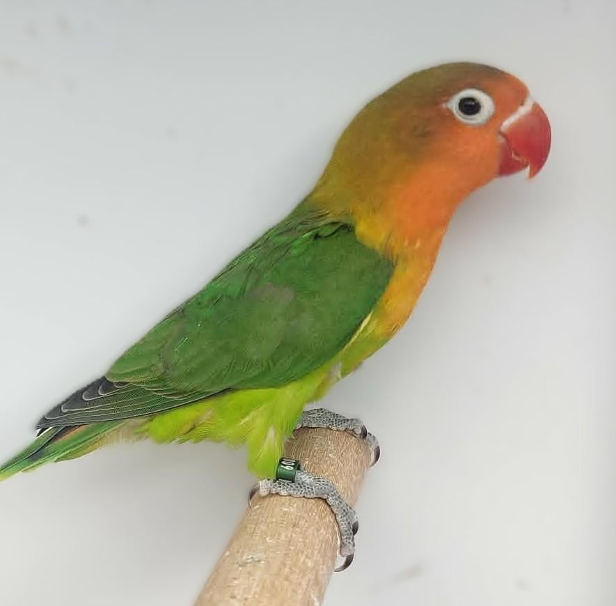 Fischeri POP (DNA attest) - wildkleur, Vrouwelijk, Dwergpapegaai of Agapornis, Geringd