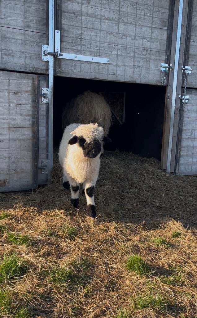 Elmo van ‘t Truierhof, ramlam Walliser Schwarznase, Mâle, Mouton, 0 à 2 ans