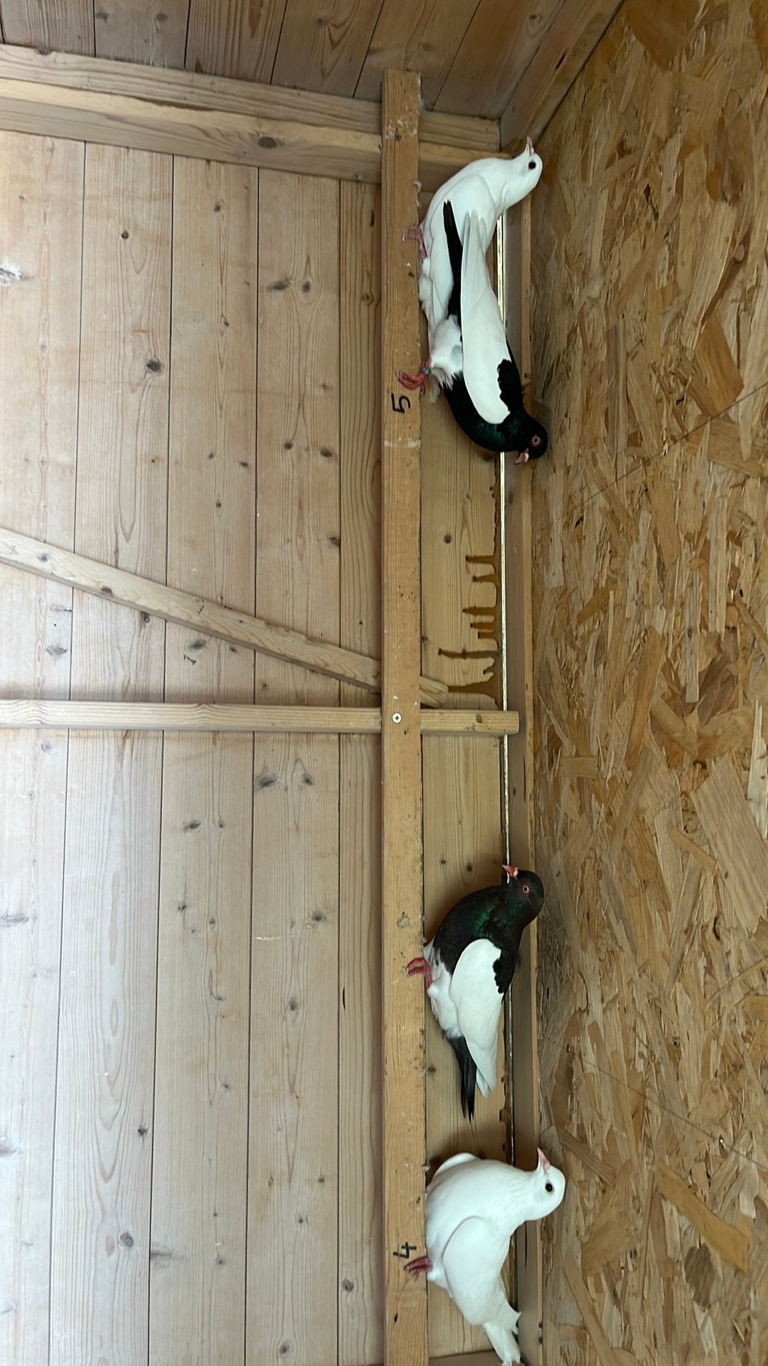 duiven en 2 eieren te koop!, Dieren en Toebehoren, Vogels | Duiven, Meerdere dieren, Tortelduif