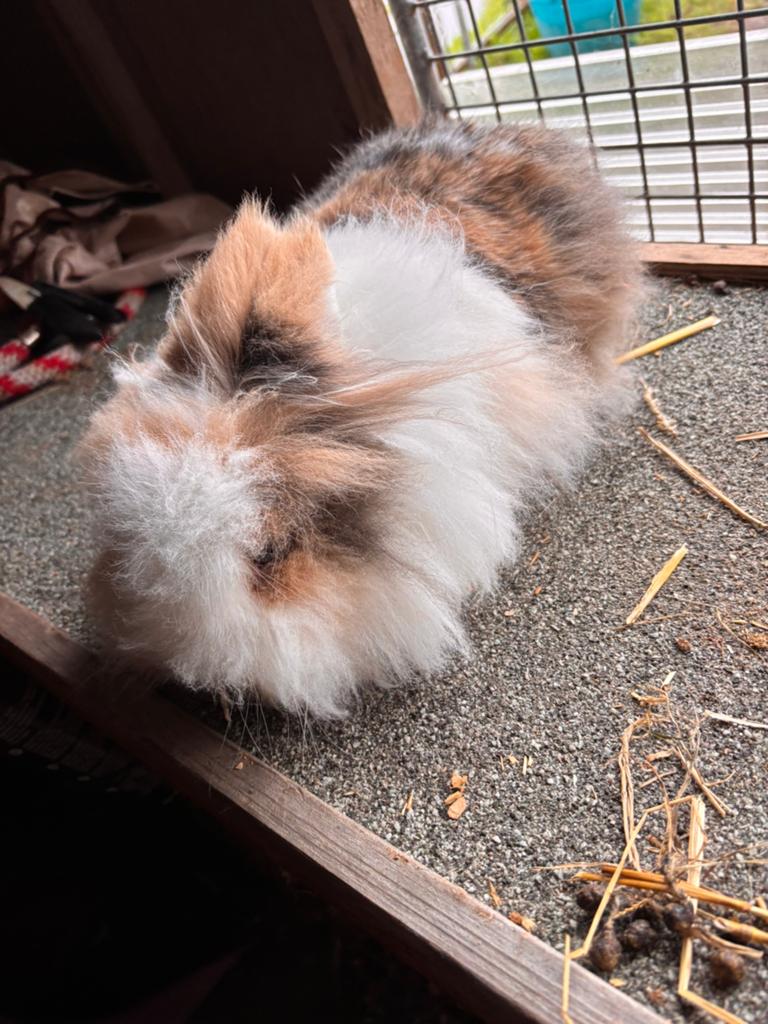 Voedster, Femelle, Petit, 3 à 5 ans