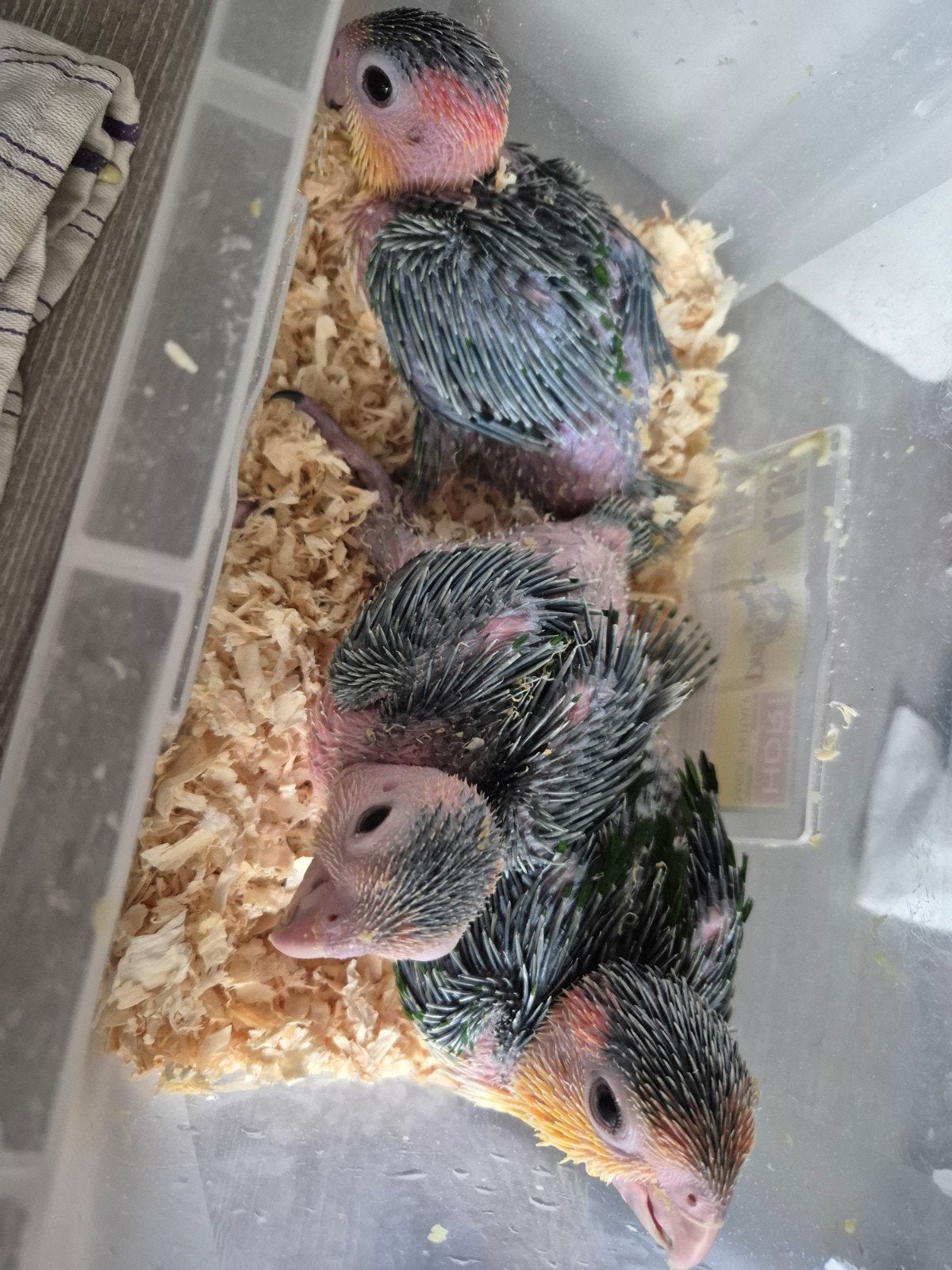 mooie groendij caique, Geslacht onbekend, Papegaai, Geringd