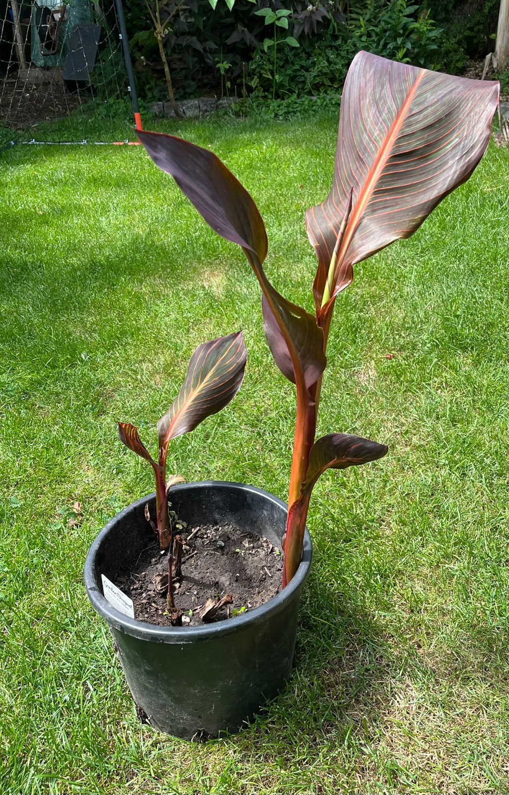 Canna Durban, oranje bloem, gestreept blad, Ophalen
