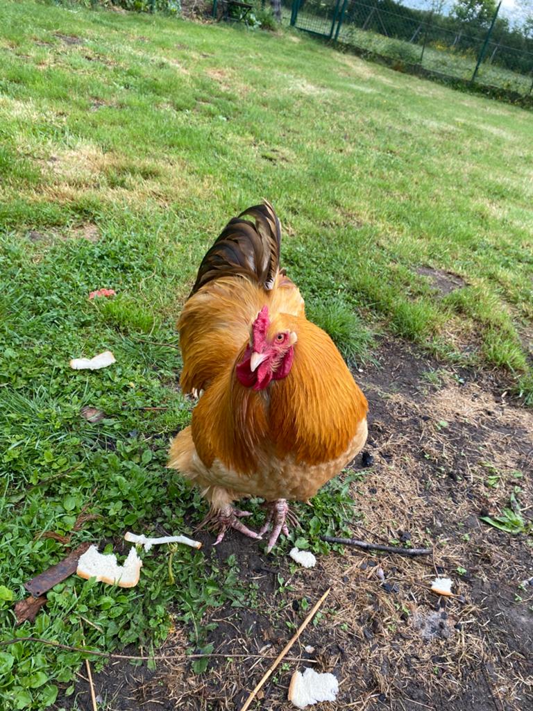 Gratis mooie sierhaan, Dieren en Toebehoren, Pluimvee