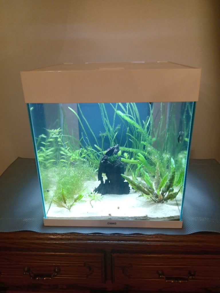 Ciano aquarium (52,L) NEW, Enlèvement, Poissons inclus, Neuf