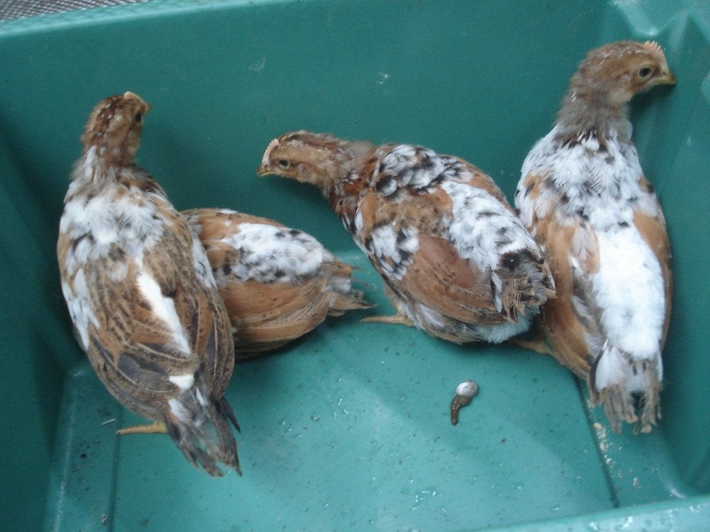 jonge haantjes, Dieren en Toebehoren, Pluimvee, Mannelijk, Kip