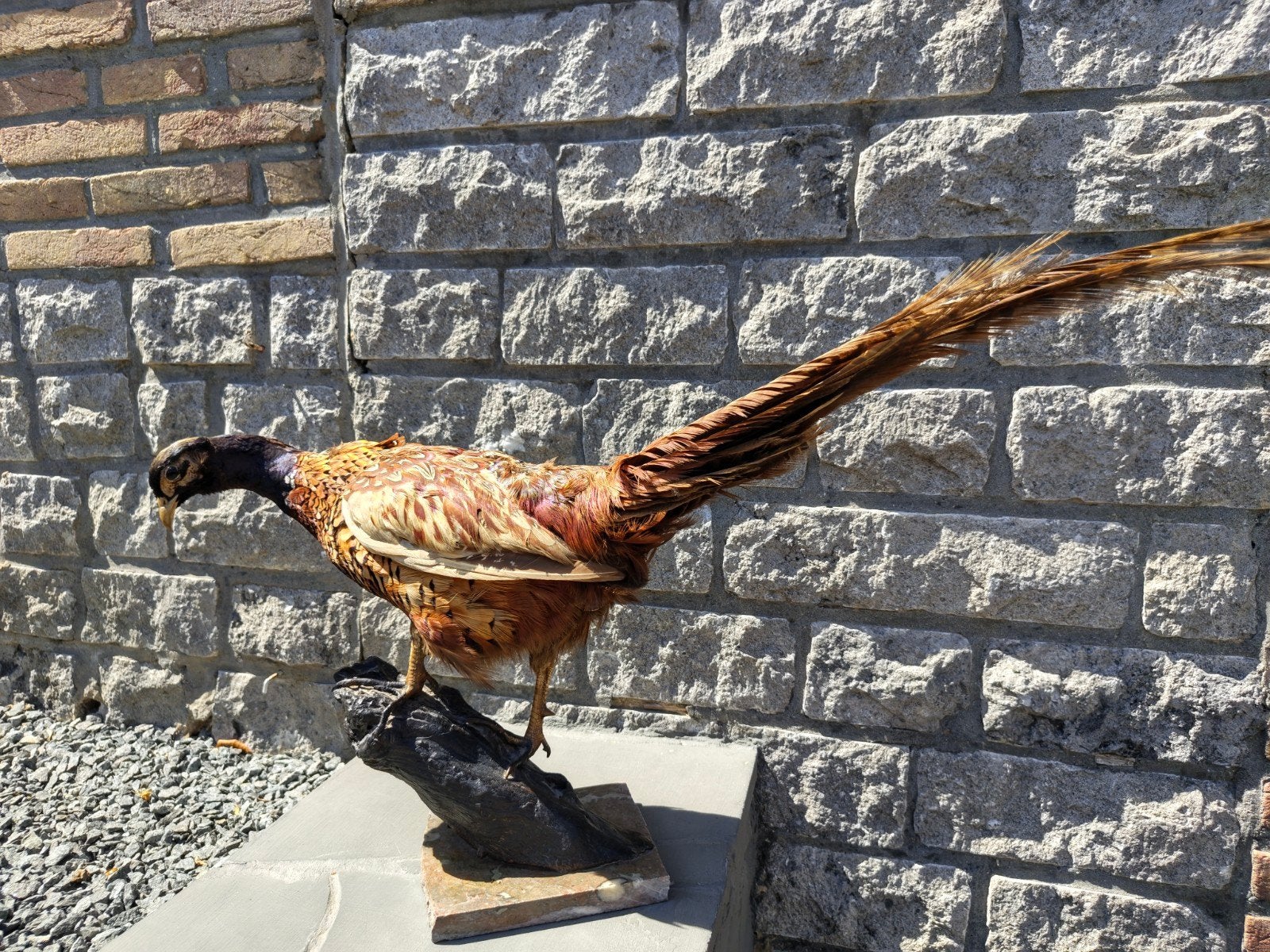 vintage taxidermie opgezette fazant, Ophalen