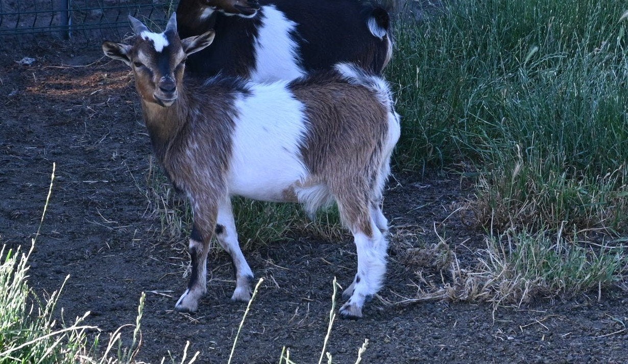 Dwerggeit bokjes, Dieren en Toebehoren, Schapen, Geiten en Varkens, Mannelijk, Geit, 0 tot 2 jaar