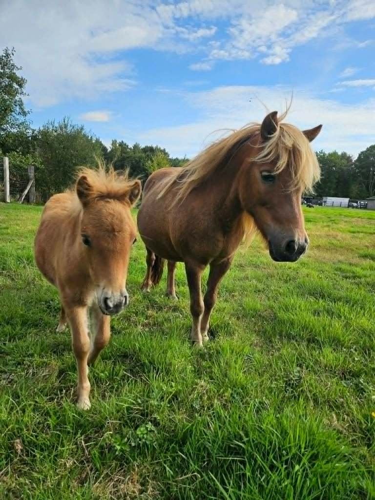 Grote shetlandermerrie mogelijk drachtig, Dieren en Toebehoren, Merrie, Recreatiepaard, Gechipt, 11 jaar of ouder