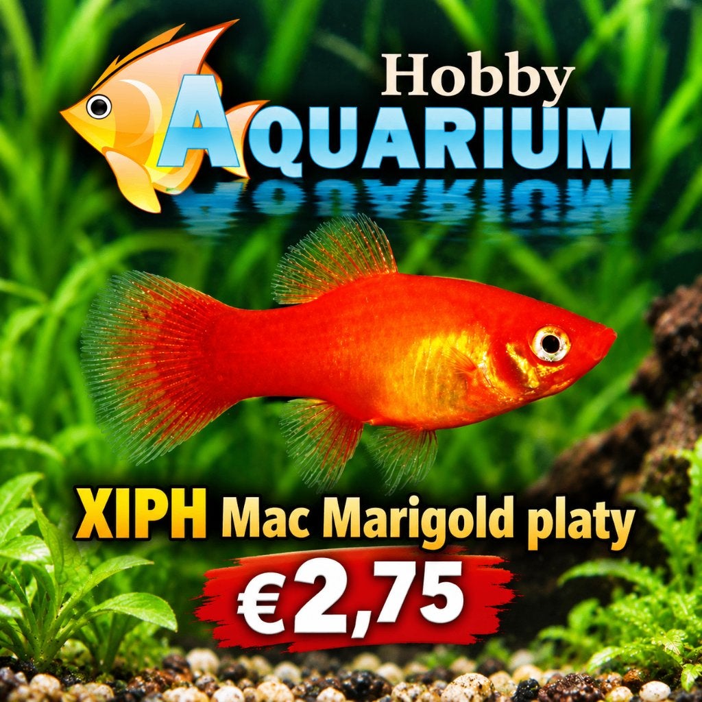 Hobbyaquarium XIPH Mac Marigold platy, Animaux & Accessoires, Poissons | Poissons d'aquarium, Poisson, Poisson d'eau douce, Banc de poissons