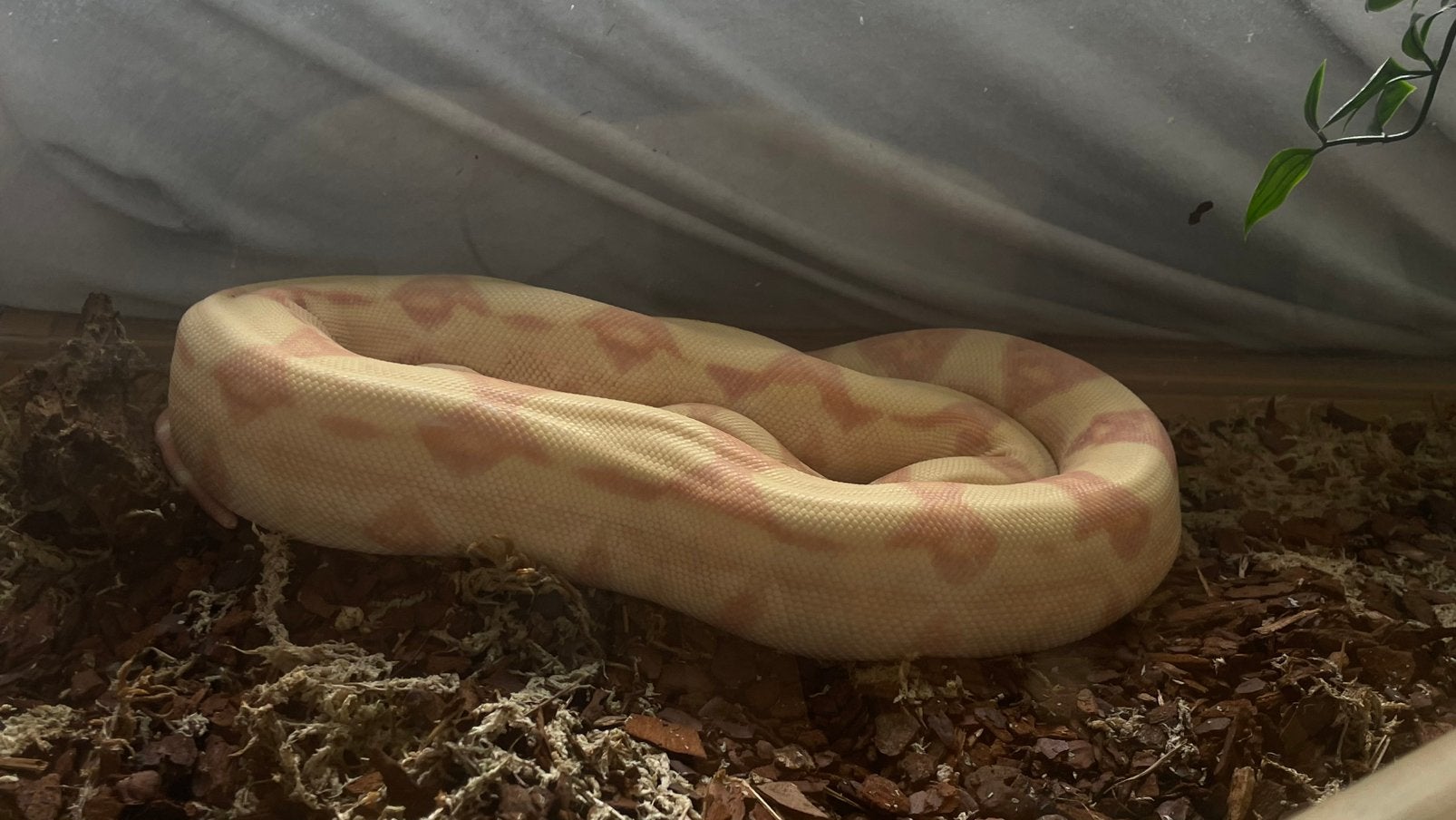 Boa’s + terrariums, Dieren en Toebehoren, Reptielen en Amfibieën, Slang, Met terrarium, 3 tot 6 jaar