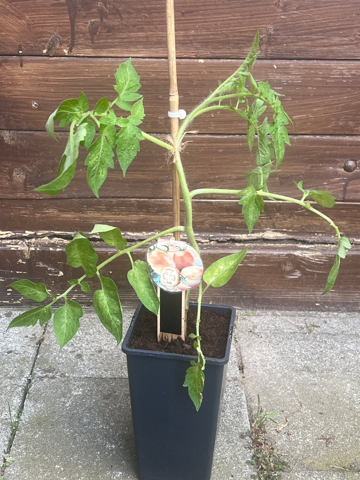 Plant de tomates, Enlèvement, Autres espèces