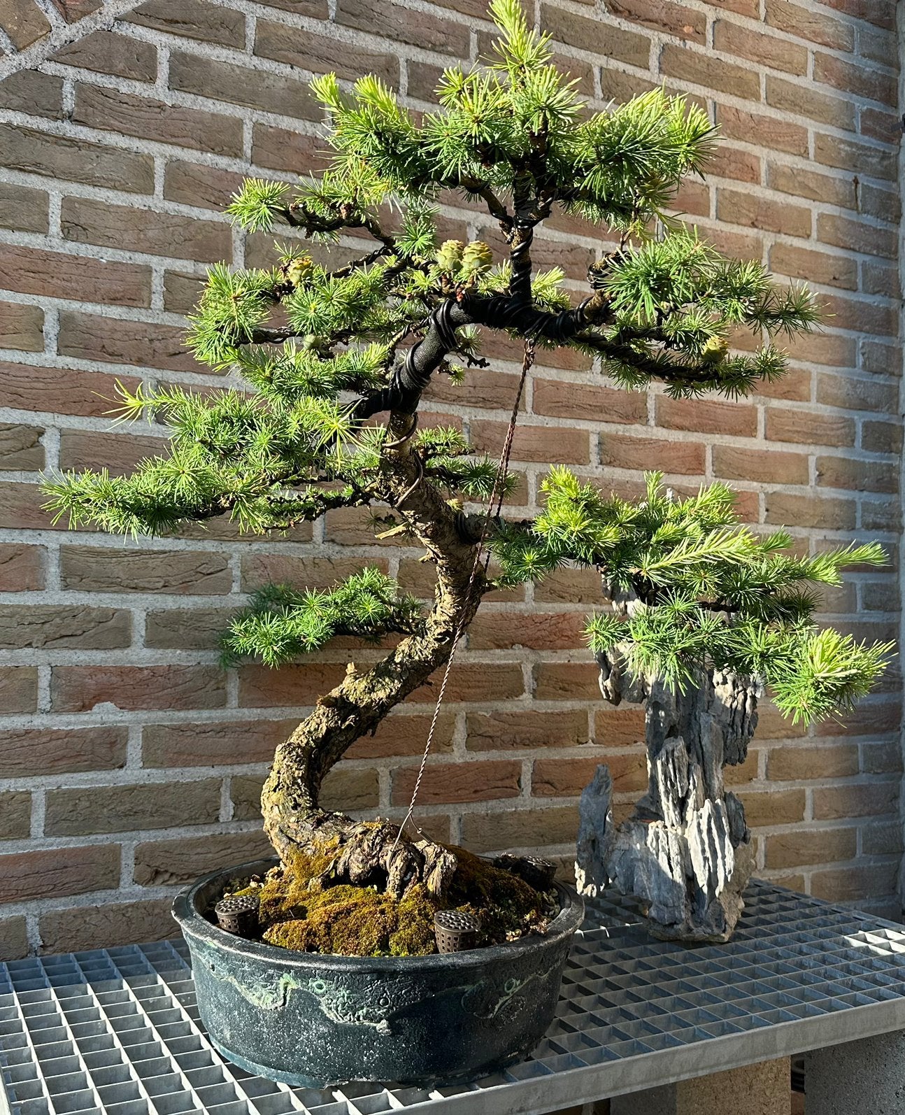 Bonsai Larix kampferni, Enlèvement