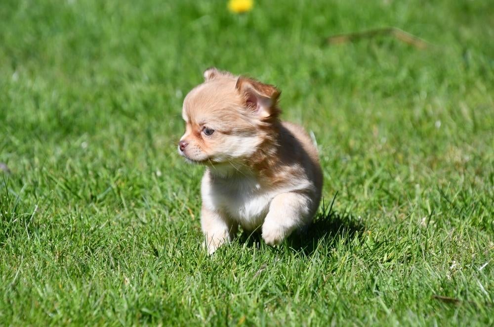 Chihuahua pups te koop, Parvo, België, 8 tot 15 weken, Meerdere