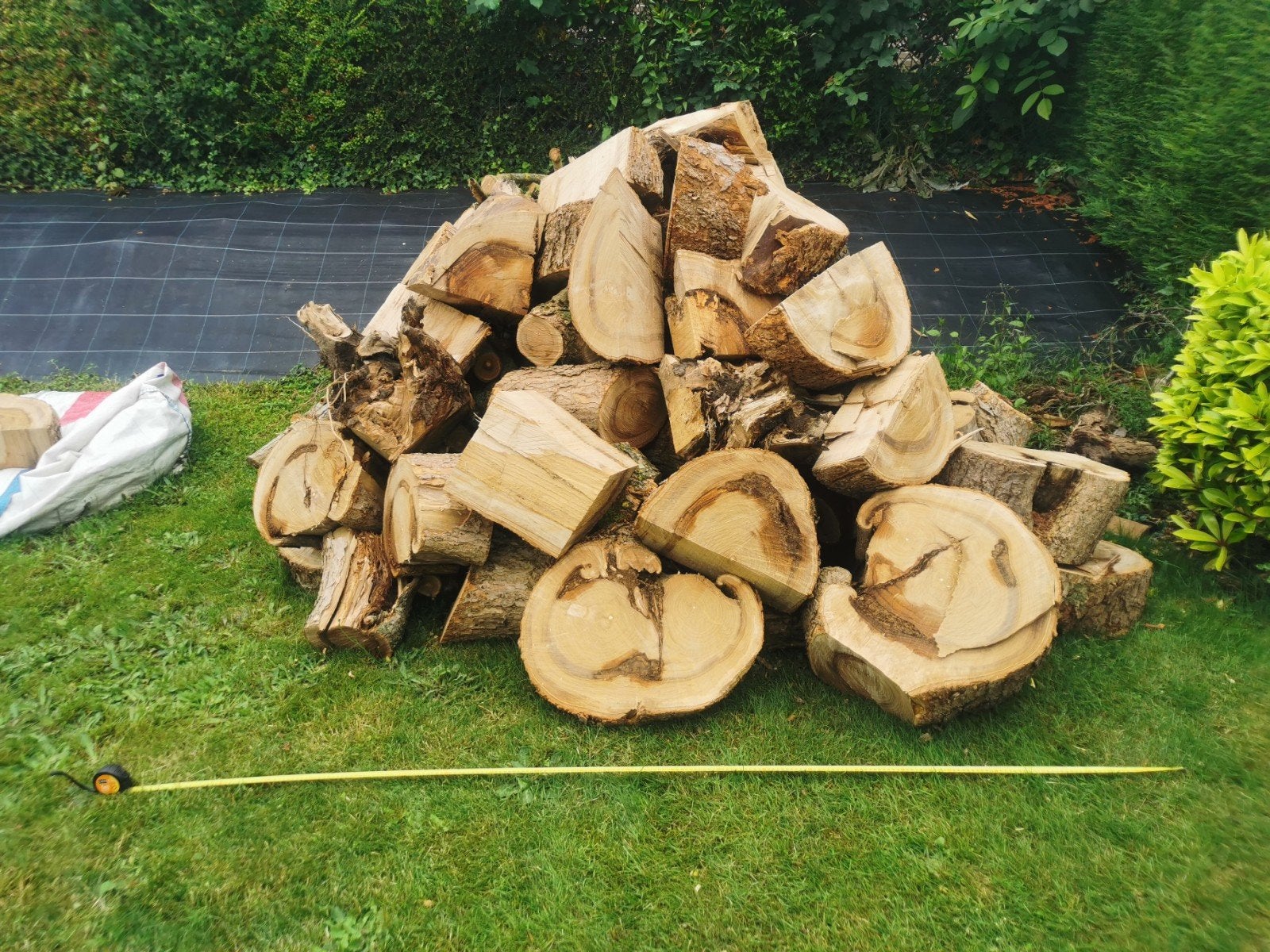 Lot de bois de chauffage - Catalpa vert (Env. 3 m³), Enlèvement, Bûches
