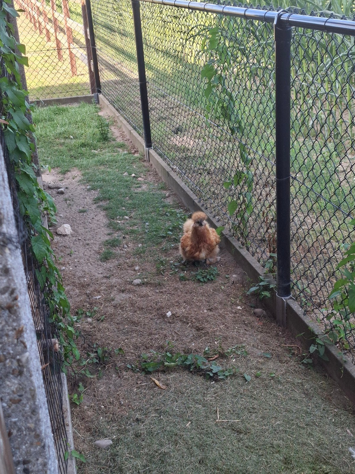 Zijdehoen hennen, Dieren en Toebehoren, Pluimvee