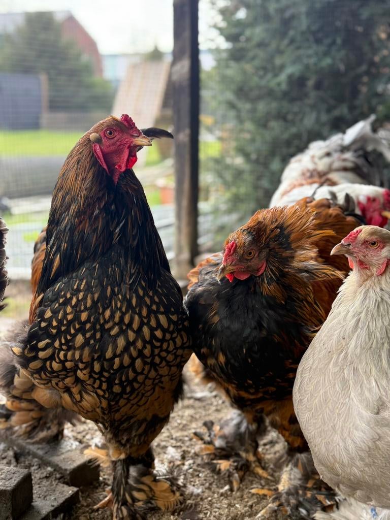 Brahma groothoender hanen goud-zwart, Dieren en Toebehoren, Pluimvee, Mannelijk, Kip