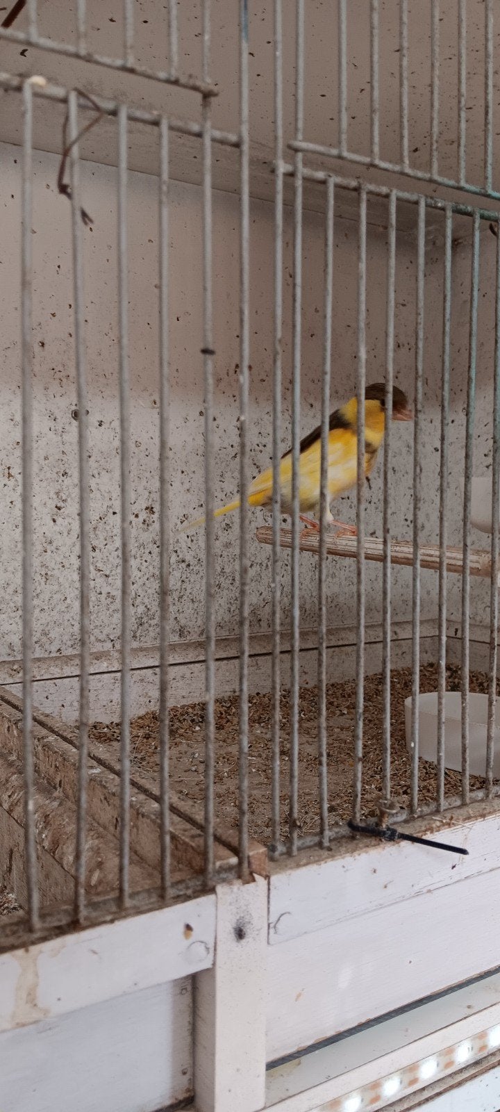 Jonge kanarie's, Dieren en Toebehoren