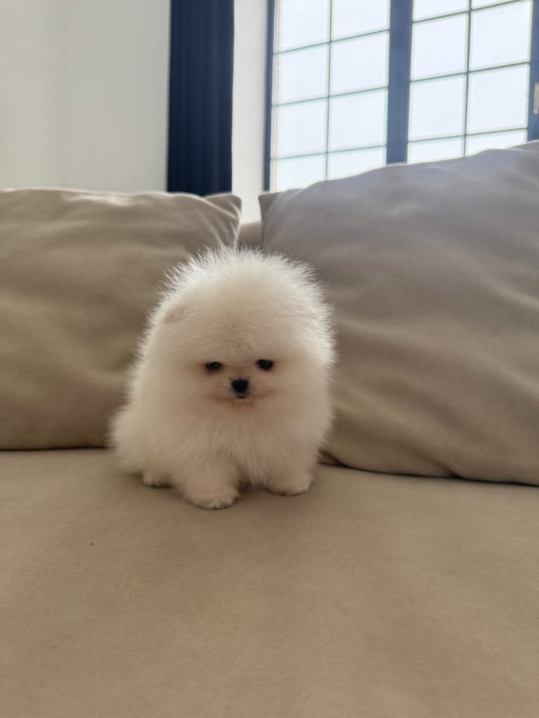 Chiot Spitz nain blanc, Particulier, Hépatite contagieuse (maladie de Rubarth), Chienne, 8 à 15 semaines