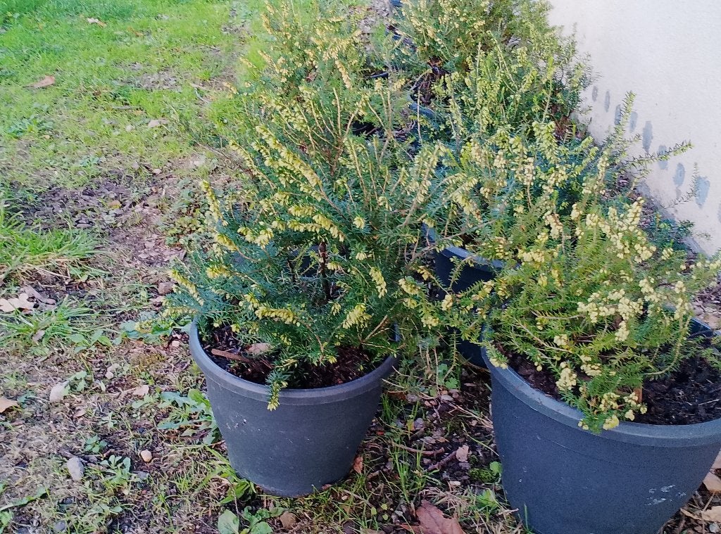 10 stuks mooie winterheide, Ophalen, Winter, Vaste plant